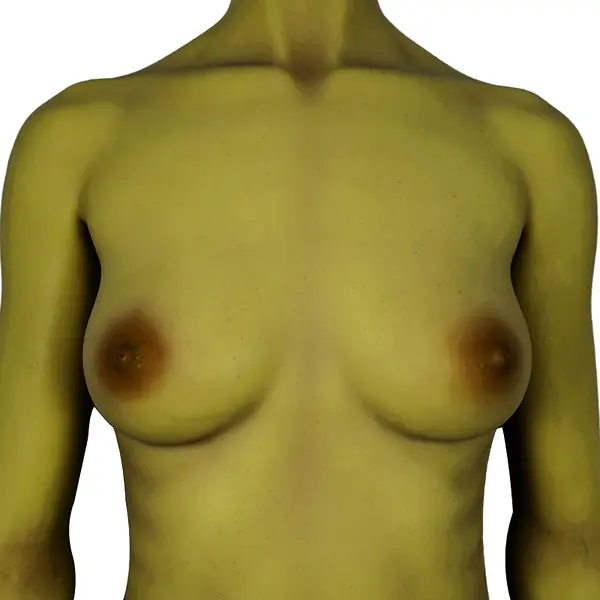 CLM Olive